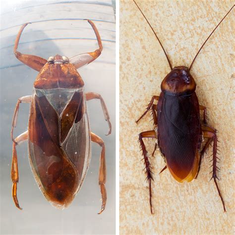 Bugs .
